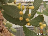 Opuntia sp fruits jaune pâle DSC_6429.JPG